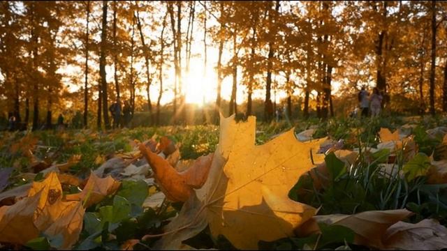 Жаңбыр, найзағай, жел: алдағы үш күнге арналған ауа райы болжамы жарияланды. смотреть онлайн