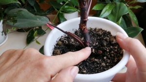 Филодендрон розовая принцесса