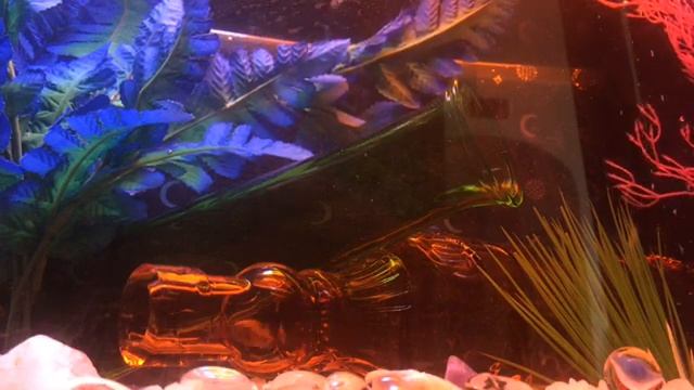 Mellow jazz chillout Aquarium In Action! retro groovy ambient video fishtank смотреть онлайн