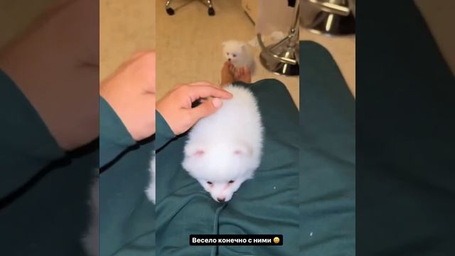 У ДАВИДА НОВАЯ ПРИЧЁСКА ? ИРИНА ПИНЧУК И АРАЙ ЧОБОНЯН смотреть онлайн