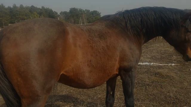 Zooro - щетка для чистки лошадей смотреть онлайн