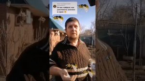 Как убрать осиное гнездо