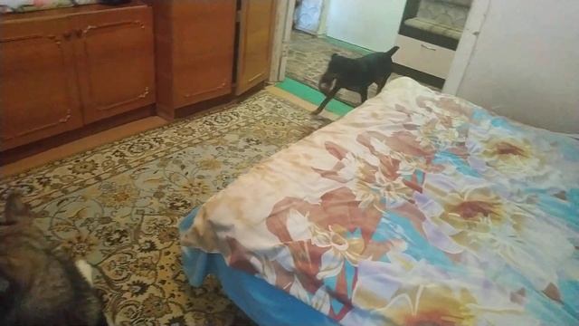 Принеси тапки. Ягдтерьер выполняет команду принеси/подай смотреть онлайн