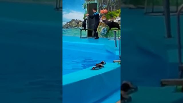 Дельфинарий Немо г Бердянск смотреть онлайн