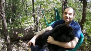 Чау Чау , особенности породы