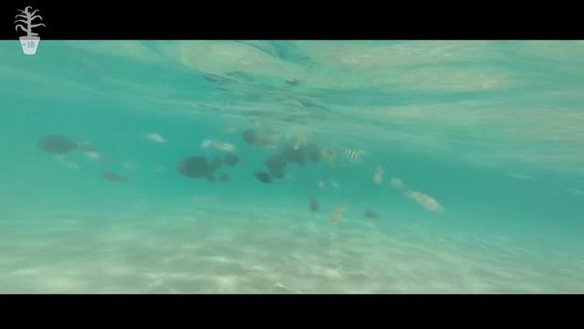 Павлик Лучшее