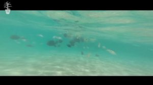 Павлик Лучшее