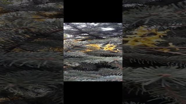 Цветет елка!!!