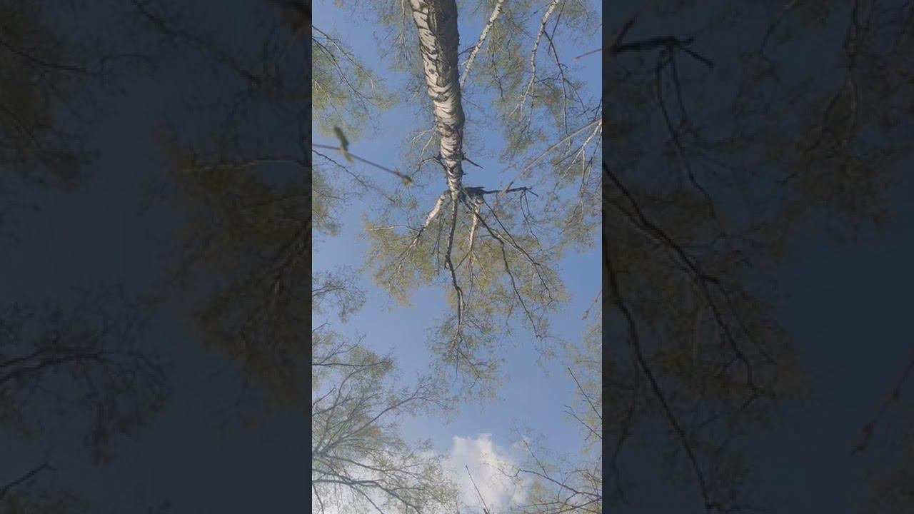 3/3 видео. Суббота, 7 мая, я вышел в лес погулять. Потом как-нибудь склею видос с фоточками. смотреть онлайн