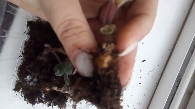 Глоксиния, рассаживаю деток с клубеньками смотреть онлайн