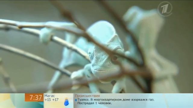 Наши малыши видео с 1 канала..avi смотреть онлайн