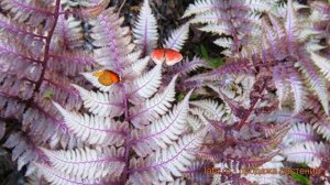 Кочедыжник ниппонский Урсулас Ред (ursulas-red) ? обзор: как сажать, саженцы кочедыжника Урсулас Ре