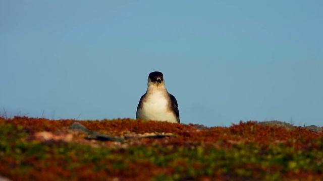 Arctic Skua,Tyvjo,Короткохвостый поморник,Labbe parasite,Kleine jager,Parasitic jaeger,クロトウゾクカモメ смотреть онлайн