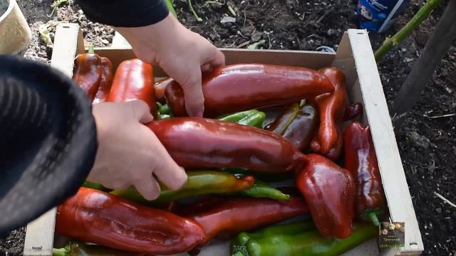 Урожайные сорта перца 2 .Латвия. 2020 год смотреть онлайн