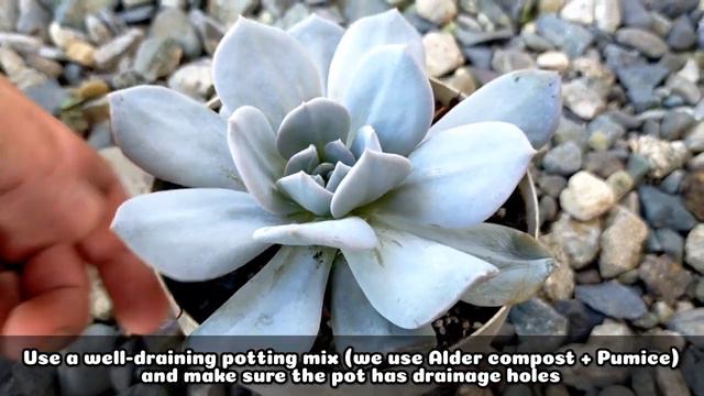 159 ECHEVERIA EXOTIC SUCCULENT CARE GUIDE || Succulent Care Tips 다육식물 多肉植物 Suculentas смотреть онлайн