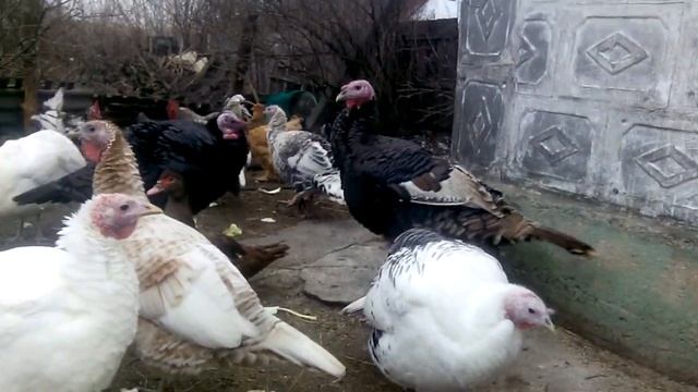 ИНДЮКИ СЕМЬИ ИНДЮКОВ КАКИЕ ОНИ НАСЕДКИ ИХ ТЕМПЕРАМЕНТ. КАК ЖЫВУТ С ДРУГОЙ ПТИЦЕЙ14 грудня 2019 р. смотреть онлайн