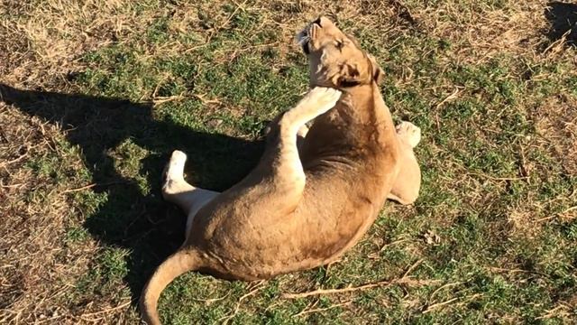 Олег Зубков: про инициативу переименования смотреть онлайн