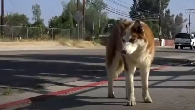 Собака никого к себе не подпускала. Жуткую правду о собаке раскрыл кинолог! смотреть онлайн