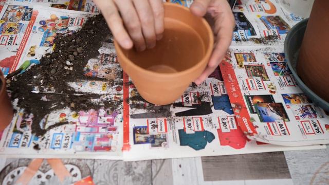 Tradescantia (erba Miseria)