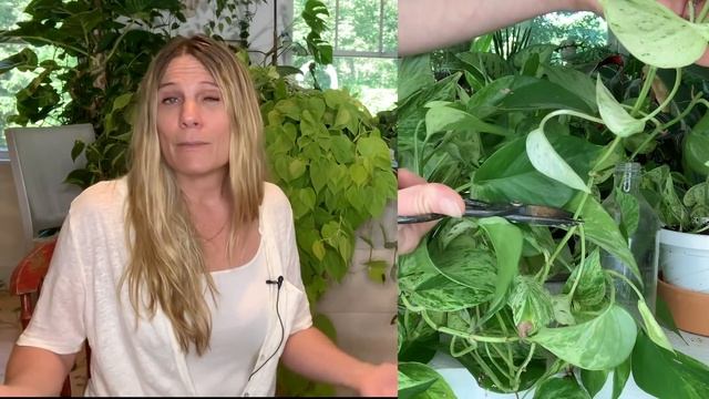 How I Grow Massive Pothos & Philodendron Vines: Tips You Need to Know! смотреть онлайн