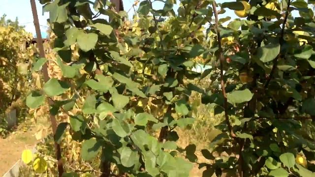 Дача в сентябре | Осенний урожай, цветы и ещё много всего смотреть онлайн