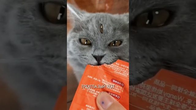 КОТ С ТРЕМЯ ГЛАЗАМИ | ЧУДО ПРИРОДЫ ИЛИ МУТАНТ смотреть онлайн