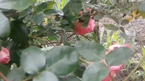 Плетистые розы в цветущем палисаднике 2020 год. Climbing roses in a blooming front garden 2020.