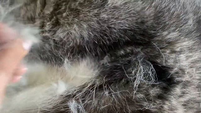 ХАСКИ: Начало линьки у хаски. Шерсть Сибирского хаски. смотреть онлайн