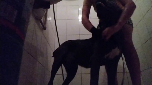 Купание Кане Корсо Фанни||Купаю собаку||Водные процедуры для собаки||Собака в ванной||Soni смотреть онлайн