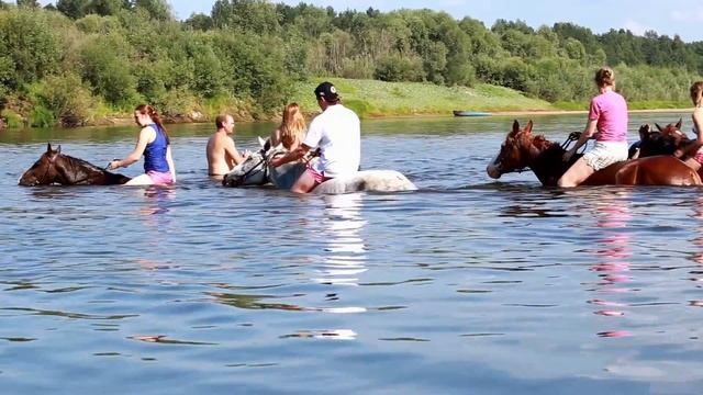 Купание лошадей. Благовещенское. Серая лошадь. Июль 2016. смотреть онлайн