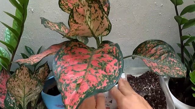 Sang Chậu Cây Vạn Lộc | Aglaonema Pink Valentine Repotting