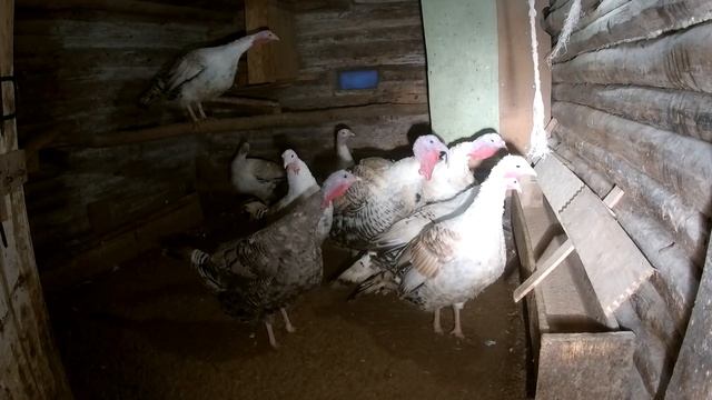 Про индюков, кур, хозяйство и жизнь в деревне! смотреть онлайн