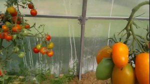 Томат Де Барао Оранжевый. Обзор и дегустация.