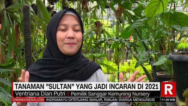 Tanaman Sultan Yang Jadi Incaran Di 2021 | REDAKSI SIANG (09/02/21) смотреть онлайн