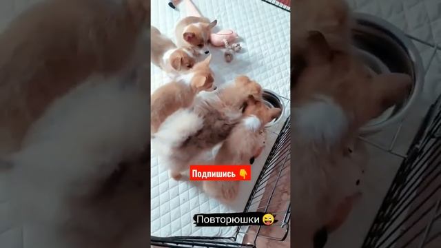 Маленькие #корги всему учатся у старшего шпица. И хорошему и плохому ?, всё повторяют! #смешныещенк смотреть онлайн