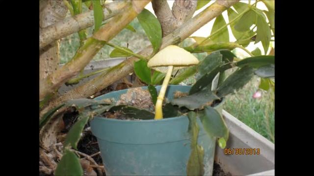 Yellow Poisonous Mushroom смотреть онлайн