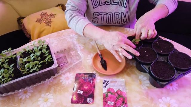 Хризантелла - новейшее направление в селекции астры. смотреть онлайн