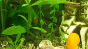 Аквариум на 25 литров. После прореживания растений.
