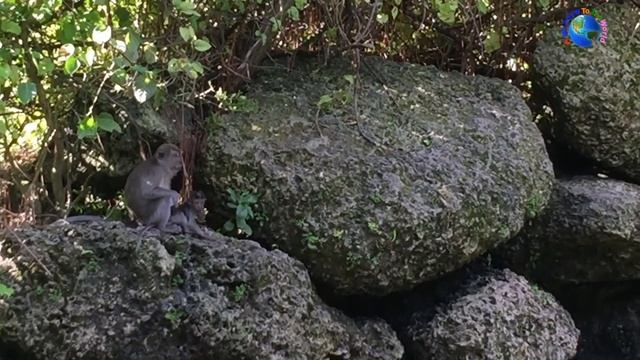Wild Monkey Swimming Pool Show ????? Java Macaques смотреть онлайн