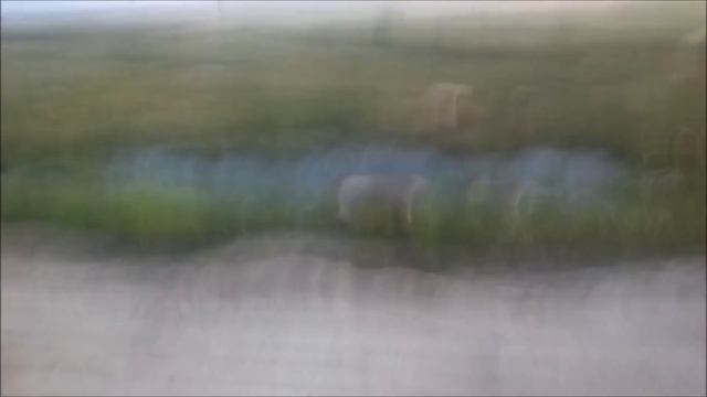 щенок лисички и олешки смотреть онлайн
