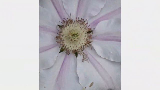 Peony in bloom, May 2015. смотреть онлайн