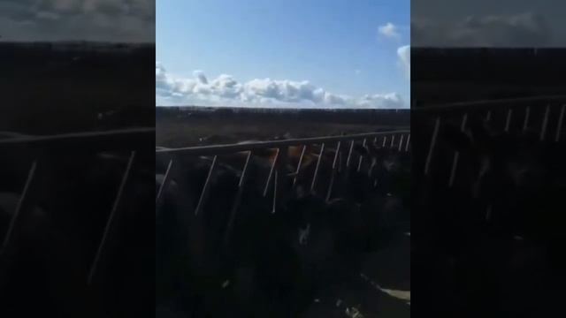 Бычки Абердин Ангус, чистокровные. Экспорт из России на СНГ. смотреть онлайн