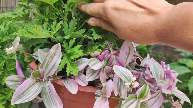 Anginka  - Antybiotyk Czy Mit? Nowa Odsłona Pelargonium Citrosum / Citronella Geranium