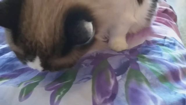 Кот Марс ест красное желе 26.10.2019 г. Надым ЯНАО Россия смотреть онлайн