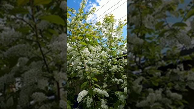 Песня: Природа ♥️ смотреть онлайн