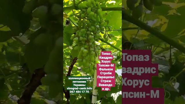 ОИДИУМ-коварный и страшный враг винограда!