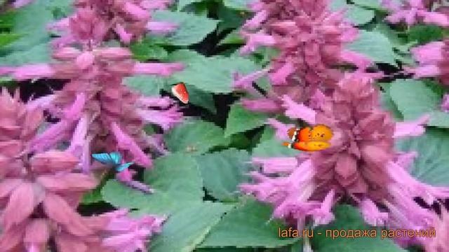 Сальвия обыкновенная Лавендер ? сальвия Лавендер обзор: как сажать семена сальвии Лавендер