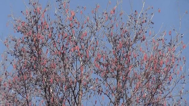 Красные ольховые серёжки на фоне голубого неба (с авторским комментарием) смотреть онлайн