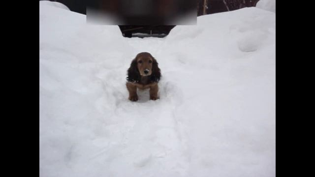 Щенок таксы стандартной длинношерстной, кобель. РКФ смотреть онлайн