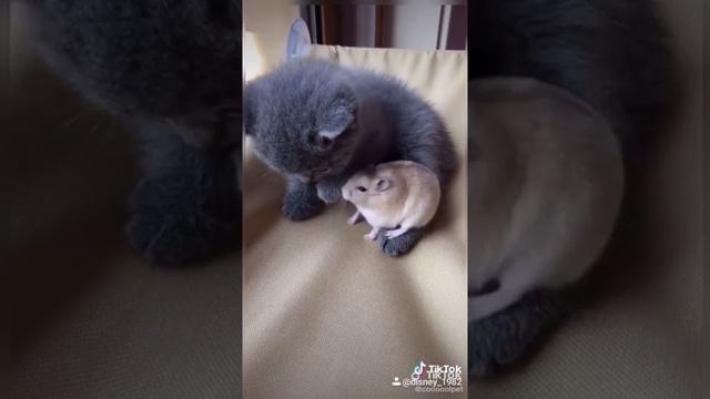 Котёнок🐈: По-моему этот маленький Мышонок 🐭 хочет со мной дружить 🌺🍒✨🐾💞#мышонок#котенок#рекомеедаци смотреть онлайн